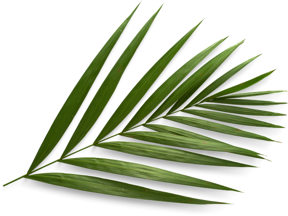 Isolated Cutout PNG